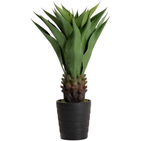 Planta Agave Attenuata 75X75X82 Cm
