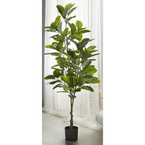 Planta Ficus 170 Cms. 170 Cms (1/5)