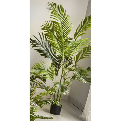 Planta Kentia 180 Cms. 180 Cms