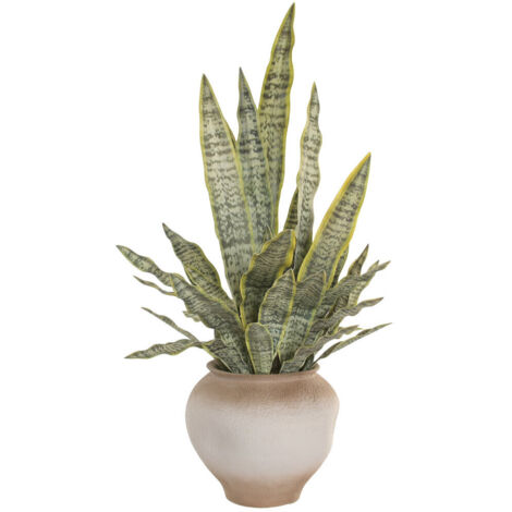 Planta Pe Magnesia 60X60X100 Macetero 32X32X30 (1/4)