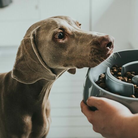 Borraccia per cani con ciotola in silicone Hunter