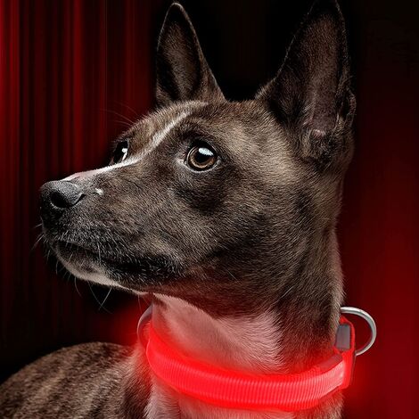 Collier lumineux à LED pour chien – Haute visibilité & ajustable