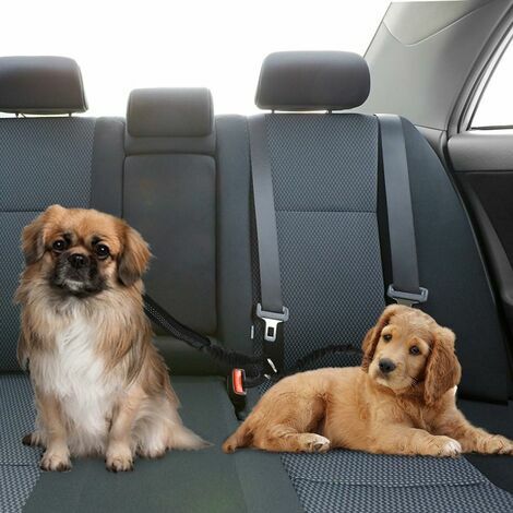 Ceinture de sécurité pour voiture pour chien, laisse en plomb réglable,  harnais pour petits chiens, fournitures