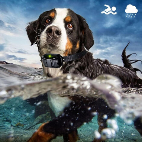 [JAMAIS UTILISÉ]Collier de dressage pour chien télécommandé avec 3 canaux de signal et 3 modes de sécurité, collier anti-choc pour chien rechargeable, adapté à toutes les races de tailles, étanche IP6