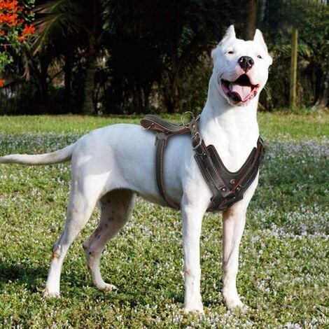 Harnais pour chien en cuir véritable durable réglable pour grands chiens  Contrôle rapide avec poignée Accessoires pour animaux domestiques pour