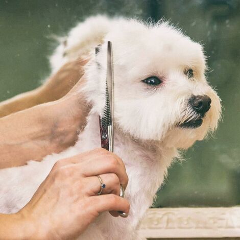 Ahlsen Ciseaux de sécurité professionnels 6 en 1 en acier inoxydable 4CR pour chiens, chats et autres animaux