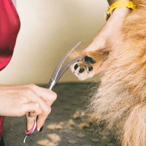 Ahlsen Ciseaux de sécurité professionnels 6 en 1 en acier inoxydable 4CR pour chiens, chats et autres animaux