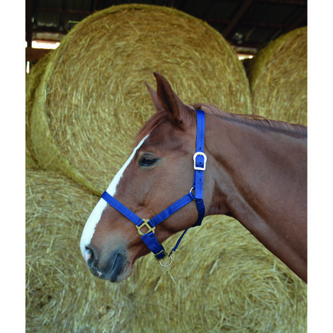Licol double épaisseur marine pour cheval