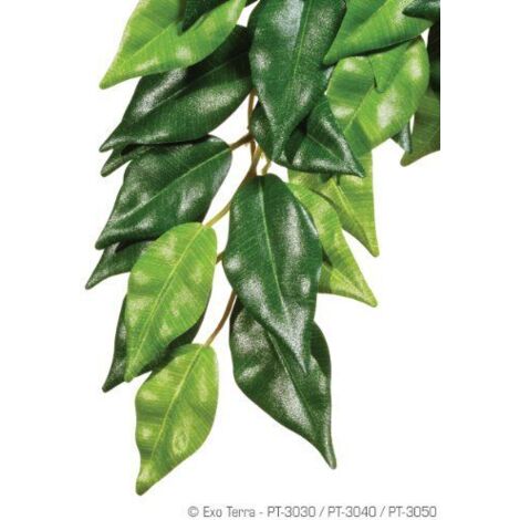 Plante Ficus 25x40cm - Exo Terra (1/2)