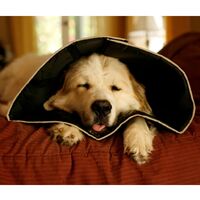 four paws comfy cone