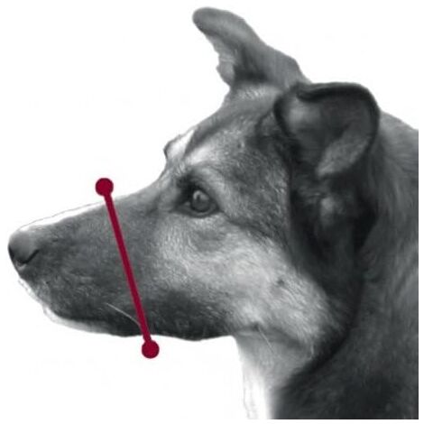Weicher Kieselgel-Maulkorb Für Hunde – Einstellbar, Atmungsaktiv, Schwarz