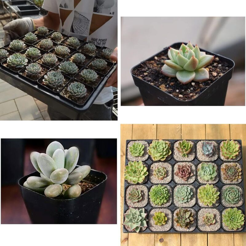 Godets En Plastique Pour Semis Verdonia – Lot De 200, 8x8x7 Cm, Recyclés Et Recyclables, Avec Trous De Drainage