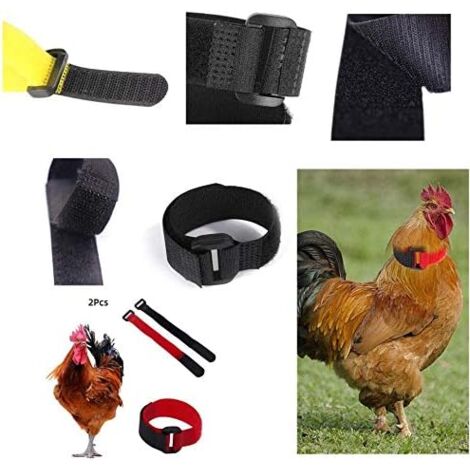 Collier de Poulet Anti Crochet Collier de Coq Collier Coq Collier