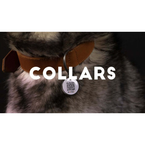 BRONZEDOG Lederhalsband Mit QR-Tag – Verstellbar Für Kleine Hunde & Katzen, Lila Mit Goldener Schnalle