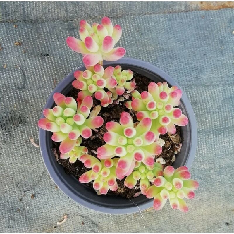 Pianta Sedum x Rubrotinctum Clausen - Piante Succuelnte