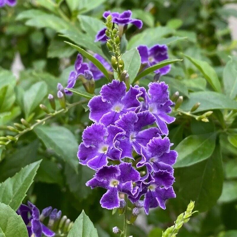 Pianta Duranta Ellisia Vaso: 18 - Colore: Viola
