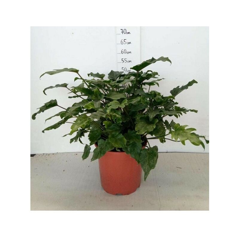 Pianta Philodendrum Kanadu Vaso 20cm - Piante da Interno