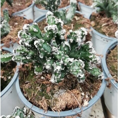 Crassula Ovata Portulacea - Pianta Grassa Vera - Succulenta