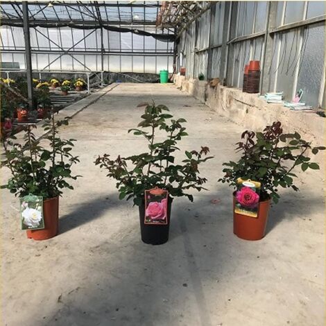 Rosa Charles De Gaulle In Vaso 19cm - Profumata, Color Lillà | Pianta Adulta 80-90 Cm, Fioritura Estiva - Foto 12