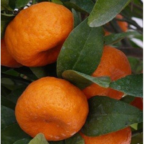 Pianta Di Mandarino Satsuma In Fitocella – Età 2/3 Anni, Frutti Dolci E Senza Semi, Resistente Al Freddo, Ideale Per Giardino E Vaso
