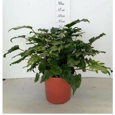 Schefflera Arboricola Gold Capella Piante Vere H 75-85 cm Vaso Ø 19 cm