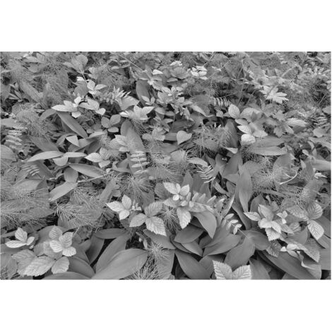Komar Wandtapete - Forest Floor - 254 x 368 cm - Papier - Modern (1/2)