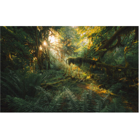 Komar Wandtapete - Hall of Mosses - 250 x 400 cm - Vlies Digitaldruck - Naturmotiv Rustikal (1/5)