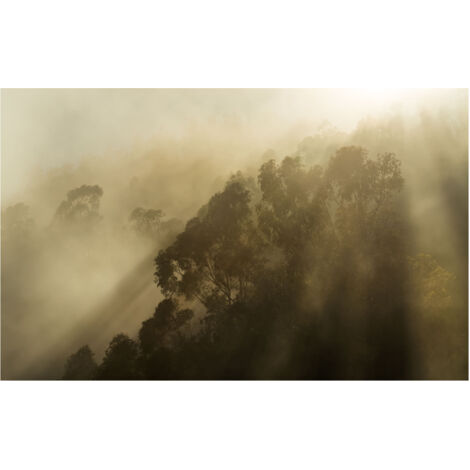 Komar Wandtapete - Foggy Sunshine - 250 x 400 cm - Vlies Digitaldruck - Vintage und Retro Naturmotiv (1/5)