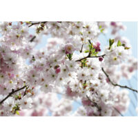 Komar Wandtapete - Spring - 254 x 368 cm - Vlies - Naturmotiv