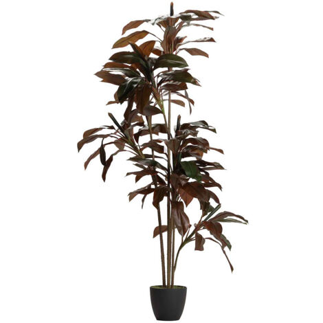 Plante Ordyline Fruticosa 80X80X170 Cm