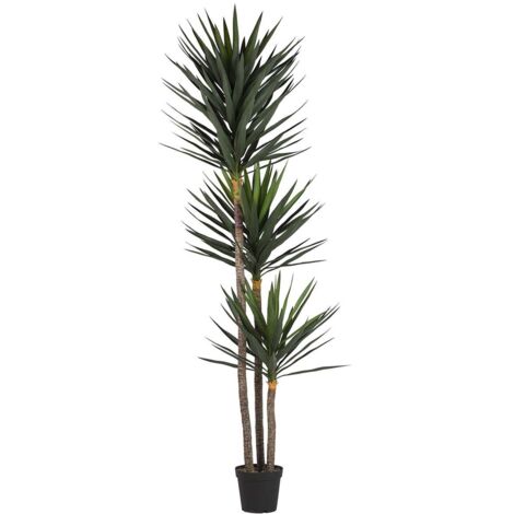 Yucca en pot 70 x 70 x 250 cm (1/2)