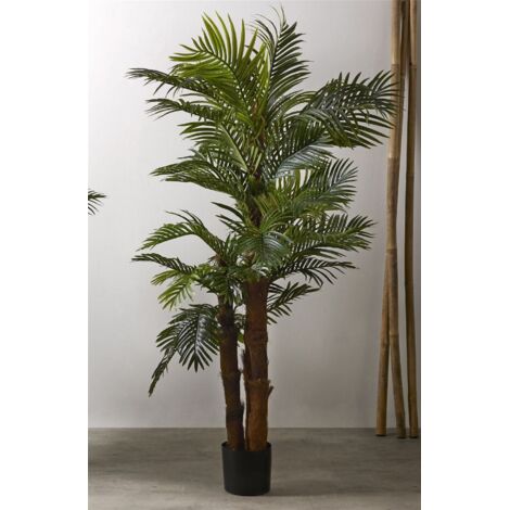 Plante Kentia 200 cm. 200 cm