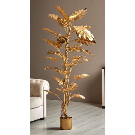Plante Philo Gold divisée 186 cm. 78 x 186 cm
