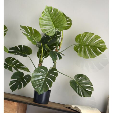 Plante Philo Split 110 cm. 110 cm