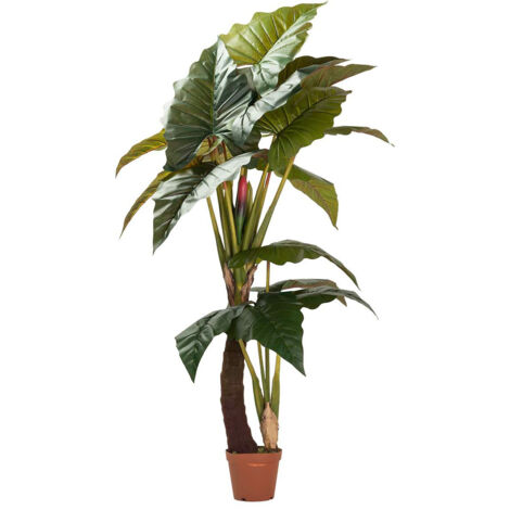 Lugarsia Esculenta Pflanze 150X150X220 Cm (1/5)