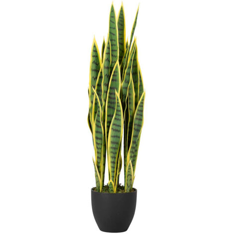 Sansewieria trifasciata Pflanze 25X25X85 cm (1/5)