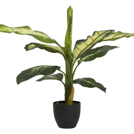 Gepunktete Dieffenbachia-Pflanze mit Topf 60 x 60 x 90 cm