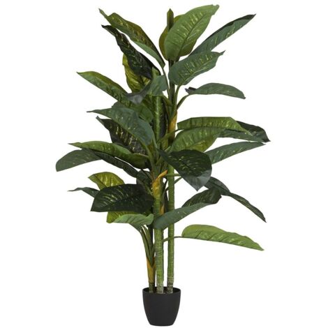 Dieffenbachia Amoena Pflanze mit Topf 70 x 70 x 160 cm (1/5)