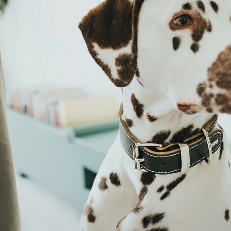 Dog collar Hunter Aalborg Black (40-48 cm) main image 1