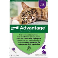 Advantage Solution Antipuce Chat Lapin +4kg 6 pipettes