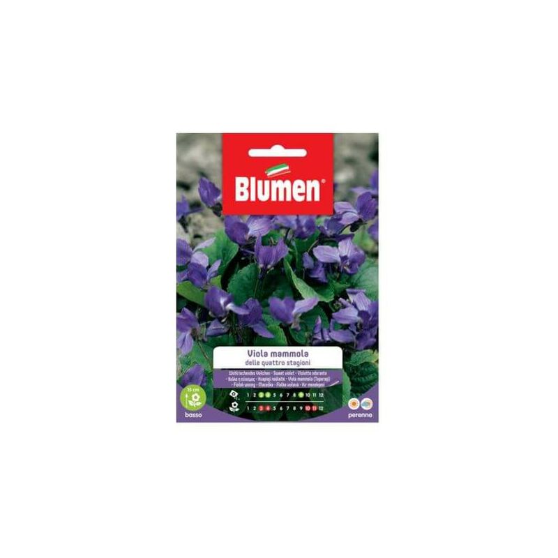Semi Viola Mammola Quattro Stagioni Blumen