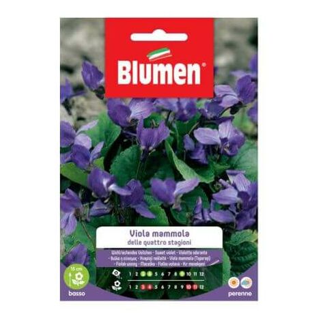 Semi Viola Mammola Quattro Stagioni Blumen