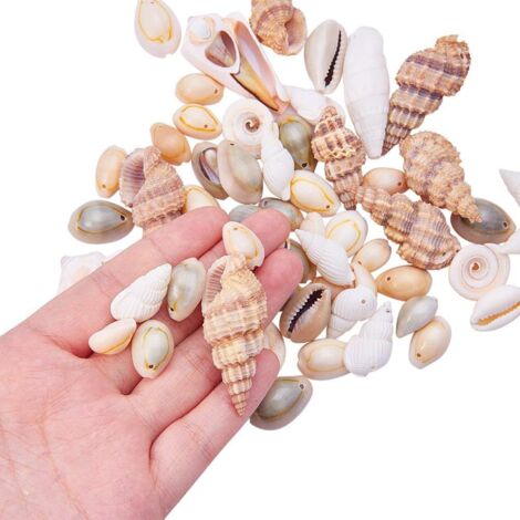 Coquillages Décoratifs Naturels GNAUMORE - Lot De 2 Boîtes 40g Pour DIY, Décoration Nautique