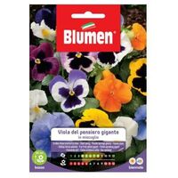 Semillas de Pensamiento Gigante Blumen