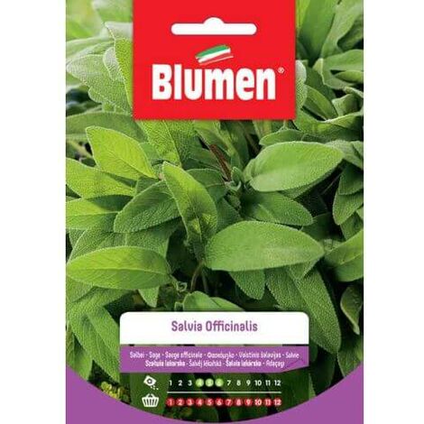 Sauge Officinale Graines Biologique - Salvia Officinalis|Très Parfumée