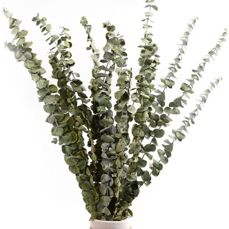 Eucalyptus séché - fleurs séchées naturelles, ensemble de 11 pièces contenant des cartes de vœux, de l'eucalyptus, de véritables fleurs séchées