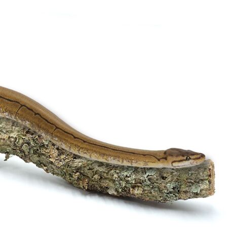 Branche de chêne-liège BioBranch 60 cm, droite ou ramifiée