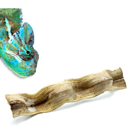Liane brésilienne bio pour terrarium, épaisse, 50 cm (1/5)