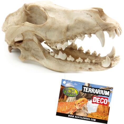 Reptile Nova Skull Wolf Skull Décoration pour terrarium 27 x 13 x 13,5 cm (1/2)