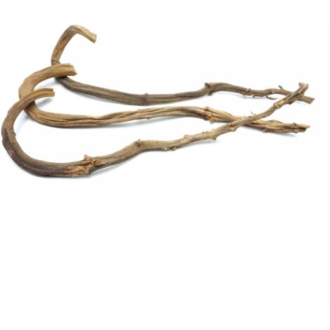 Branche de bananier BioBanana Liane de bananier 60-70 cm (1/5)